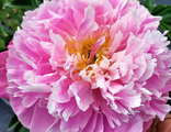 Paeonia pink charmer