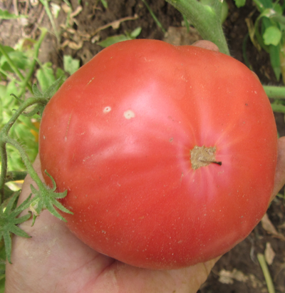 Томат Хелен немецкий (Helen's German)