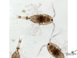 Циклоп замороженный в блистере