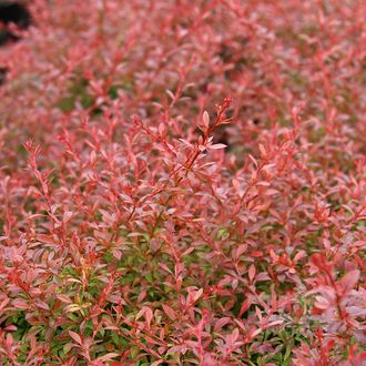 Барбарис тунберга Оранж Дрим (Berberis thunbergii Orange Dream)