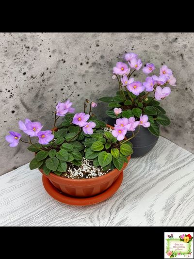 Frosted Fantasy спорт трейлер