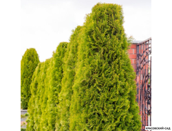 Туя Голден Брабант живая изгородь - Красовский-Сад.рф