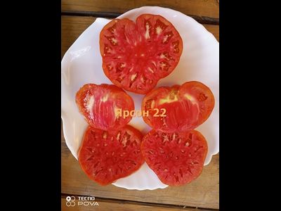 Томат Ярсон 22 (Jarson 22) Польша