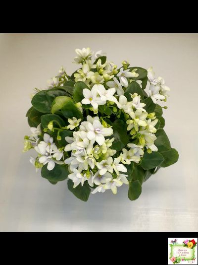 Broadway Star Trail (Селекционер неизвестен) трейлер