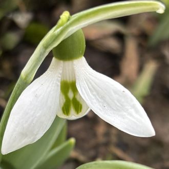 Galanthus 25-4