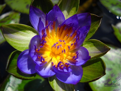 Нимфея Индиан Годдес