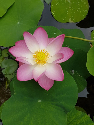 Лотос розовый (Nelumbo nucifera) абсолю