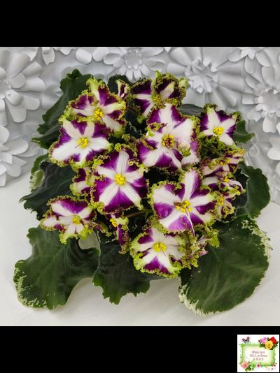 Лесной Царь (Кузина, Артемова) 2009 г. химера (стартер сорт)