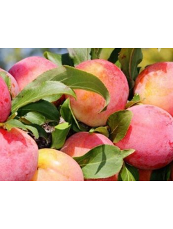 Персик Красная Москва