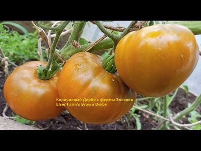 Томат Коричневый Дерби с фермы Элсеров (Elser Farm’s Brown Derby)
