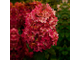 Гортензия метельчатая Металлика (Hydrangea paniculata Metallica), 0,5 л