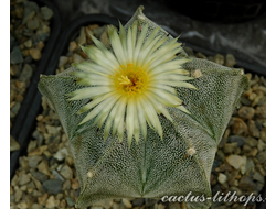 Astrophytum myriostigma - 5 семян