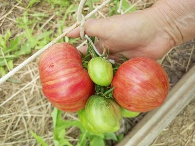 Томат Розовое сердце Пессака полосатое (Coeur Rose de Pessac Stripe )