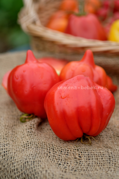 Томат Скифея (Скифская Фея), 10 шт