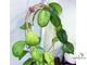 Hoya CV. Ricardo SS 13-05