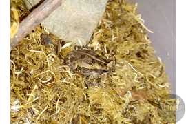 ЖАБА АГА, RHINELLA MARINA