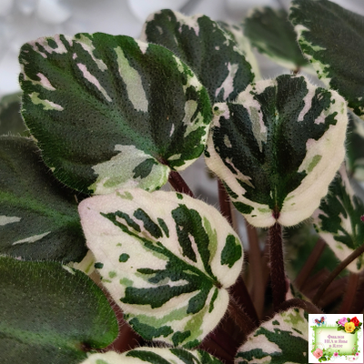 Mac's 1306-2 (G.McDonald) трейлер