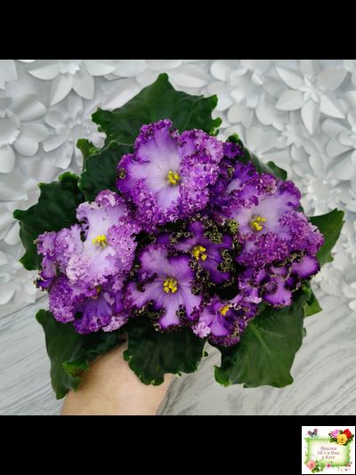 АВ-Пенная Вечеринка (Фиалковод) 2021 г.