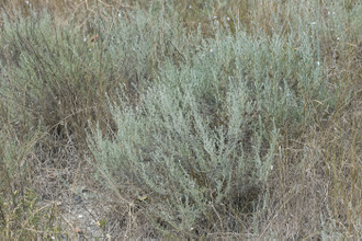 Полынь таврическая (Artemisia taurica), трава, Крым (5 мл) - 100% натуральное эфирное масло