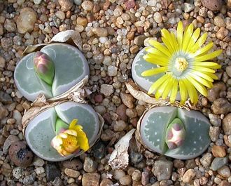 Lithops olivacea PV986 - 10 семян
