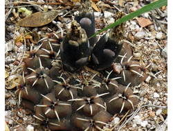 Gymnocalycium obductum  VG-1322 - 5 семян