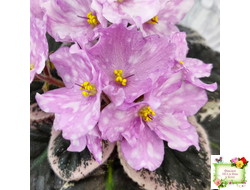 Rivermist Beguiling (J. Baker) (стартер)