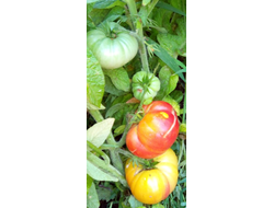 томат Гном Фероковай (Dwarf Wherokowhai)