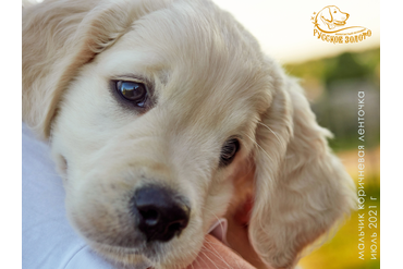 Мальчик КОРИЧНЕВАЯ ленточка, 2 мес.