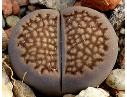 Lithops hallii C050 (MG-1597.7) - 10 семян