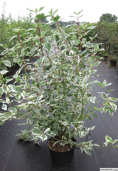 Дерен белый Сибирика Варьегата фото в саду красовский-сад.рф