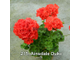 Пеларгония Ainsdale Duke