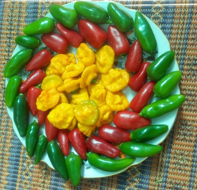 Перец острый Халапеньо ранний (Jalapeno Early)