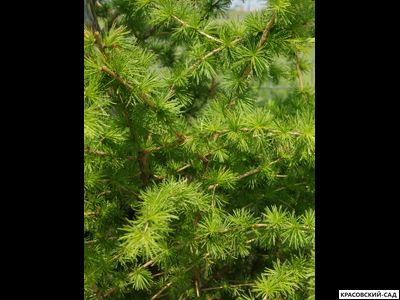 Лиственница европейская - Larix decidua