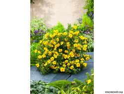 Лапчатка кустарниковая Голдстар