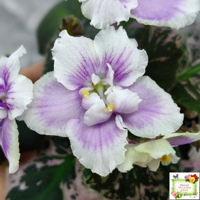 Mac's Jubilant Jamboree (G.McDonald) (Макс Джубилэнт Джэмбори)