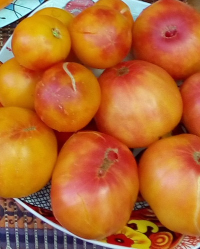 Томат Лаки Кросс (Lucky Cross), Канада