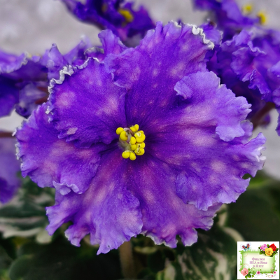 Nik-Звезды над Фиджи (Н. Булко) 2024 г.