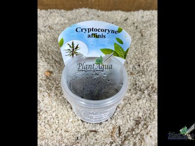 Криптокорина аффинис (меристемная)