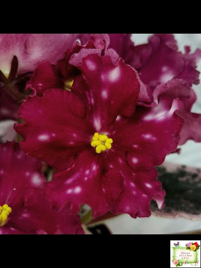 Rivermist Zeeva (J. Baker) (лист с детками укоренённый)