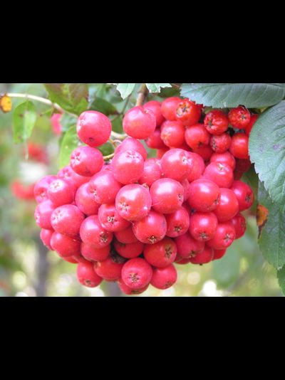 Алая крупная (рябина), 1 год, ЗКС