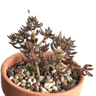 Crassula Humbertii - Крассула Гумберта, Карликовая крассула