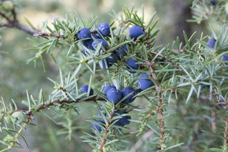 Гидролат Можжевельник обыкновенный (Juniperus communis) 100 мл