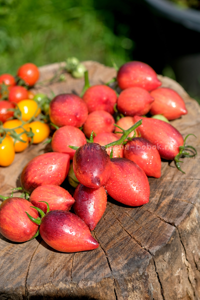 Томат Загадка Клубничного Водопада