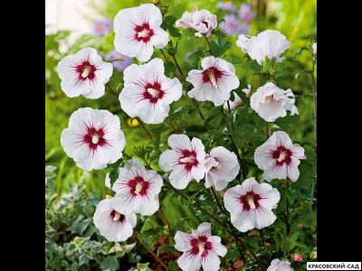 Гибискус Ред Хет - Red Heart