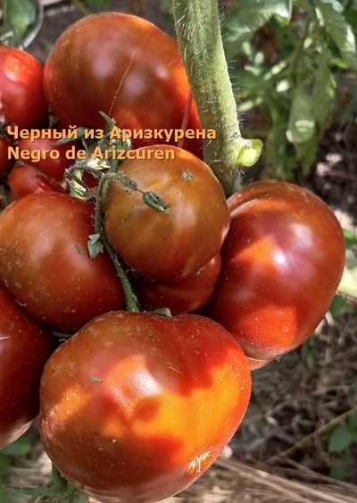 Томат Черный из Аризкурена (Negro de Aritzkuren)