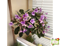 ЛЕ-Эрика (Е. Лебецкая) трейлер