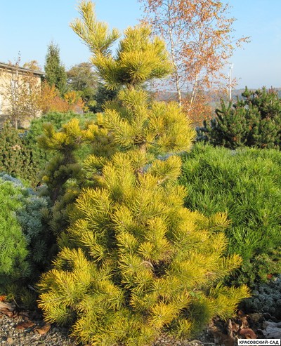 Сосна Якутск - Jakutsk