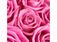 19 розовых роз