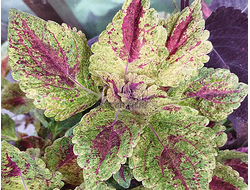 Колеус Bronze Pagoda