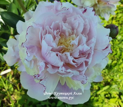 Пион Весенний (Vesennij)